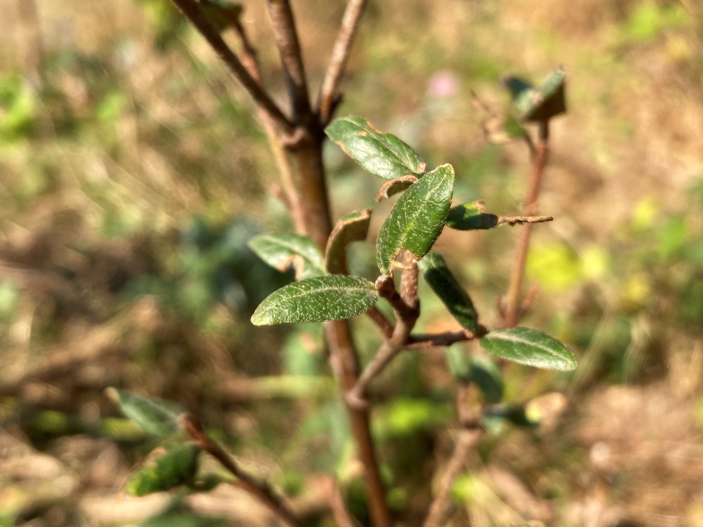 RUSSET BUFFALOBERRY (Shepherdia canadensis)