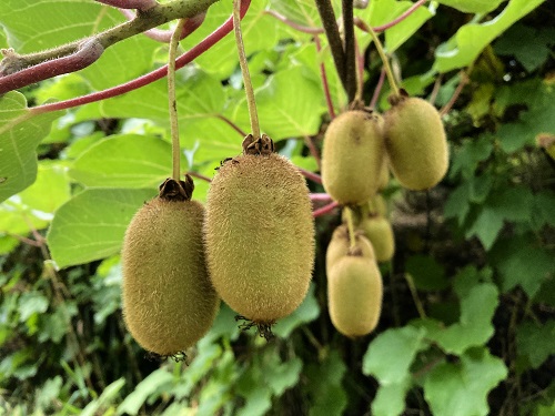 SAANICHTON FUZZY FEMALE KIWI (Actinidia deliciousa)
