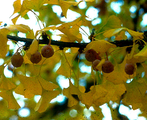 SALEM LADY GINKGO (Ginkgo biloba)
