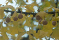 SALEM LADY FEMALE GINKGO (Ginkgo biloba)