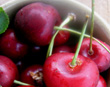 SAM CHERRY (Prunus avium)