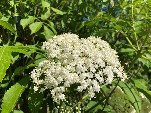 SAMPO ELDERBERRY (Sambucus nigra)