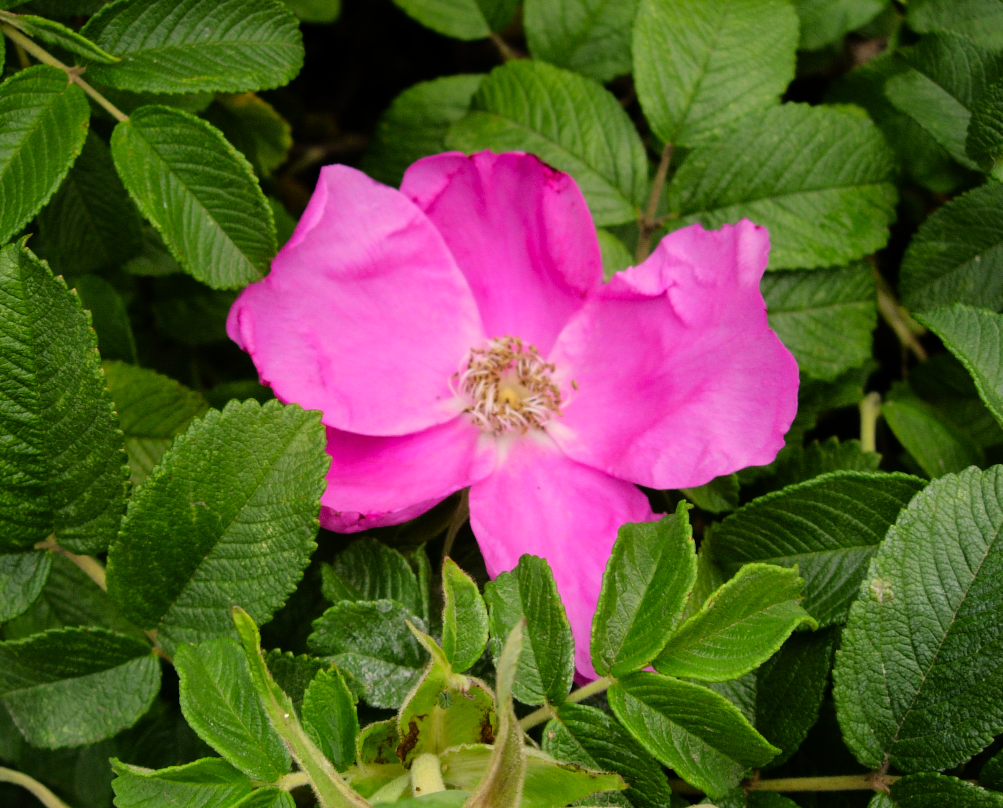 ROSA RUGOSA 'SANDY' (ROSA RUGOSA 'SANDY')