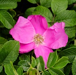 ROSA RUGOSA 'SANDY' (ROSA RUGOSA 'SANDY')
