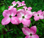SATOMI RED ORIENTAL DOGWOOD (Cornus kousa)
