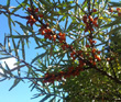UNSEXED SEABERRY SEEDLINGS (Hippophae rhamnoides)