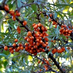 CHUSKAYA SIBERIAN SEABERRY (Hippophae rhamnoides)