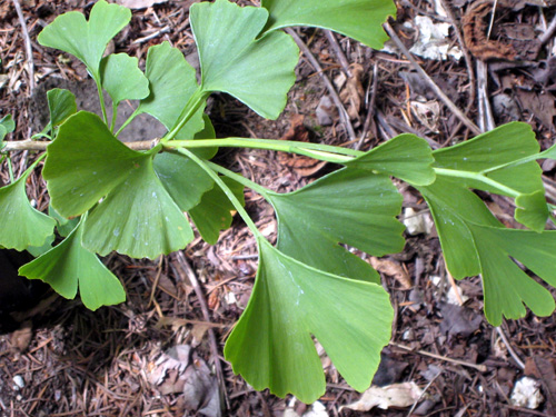 PRINCETON SENTRY GINKGO (Ginkgo biloba)
