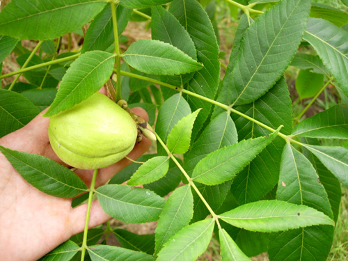 SHELLBARK HICKORY (Carya laciniosa)