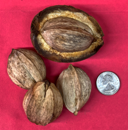 SHELLBARK HICKORY SEEDS (Carya laciniosa)