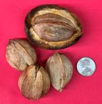 SHELLBARK HICKORY SEEDS (Carya laciniosa)