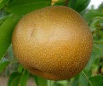 SHINKO ASIAN PEAR (Pyrus pyrifolia)