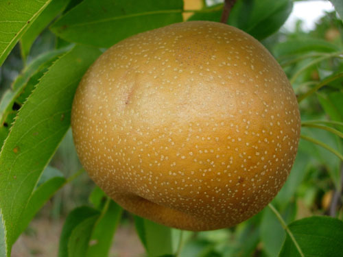 SHINKO ASIAN PEAR (Pyrus pyrifolia)