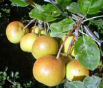 BABY SHIPOVA  (Pyrus communis x Sorbus sp.)
