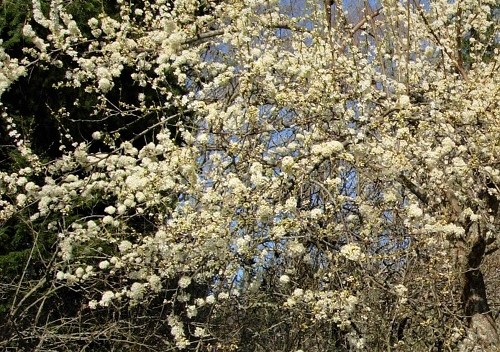 SHIRO KAGA FLOWERING PLUM ( Prunus mume)