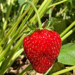 SHUKSAN STRAWBERRY (Fragaria sp.)