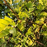 SIBERIAN PEA SHRUB (Caragana arborescens)