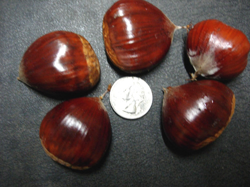 SLEEPING GIANT CHESTNUT (Chinese x American x Japanese)