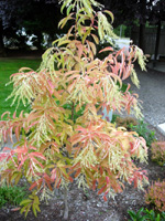 SORREL TREE (Sourwood) (Oxydendrum arboreum)