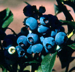 SPARTAN BLUEBERRY (Vaccinium corymbosum)