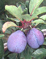 STANLEY PLUM (Prunus domestica)