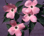 STELLAR PINK FLOWERING DOGWOOD (Cornus florida x rutgeriensis)