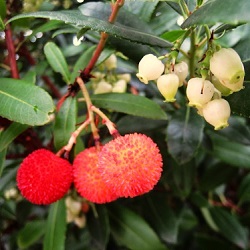 Strawberry Trees