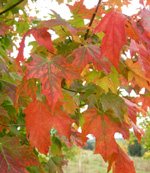 SUGAR MAPLE (Acer saccharum)
