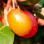 SUNRISE RUBY (TM) GOUMI (Elaegnus muliflora)