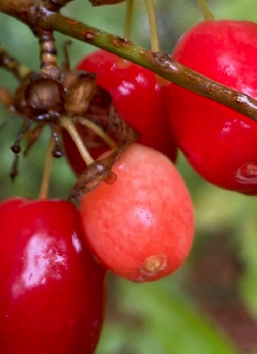 SUNRISE CORNELIAN CHERRY DOGWOOD (Cornus mas)