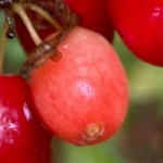 SUNRISE CORNELIAN CHERRY DOGWOOD (Cornus mas)