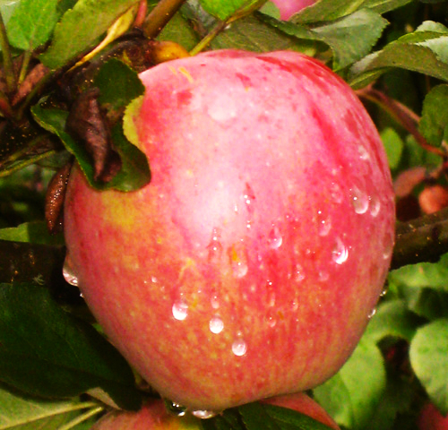 SWEET 16 APPLE (Malus domestica)