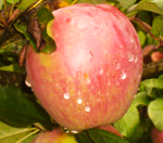 SWEET 16 APPLE (Malus domestica)