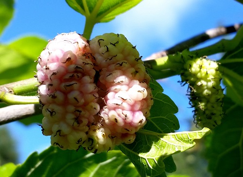 SWEET LAVENDER MULBERRY (Morus alba)