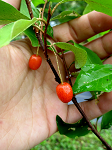 SWEET SCARLET(TM) GOUMI (Elaeagnus multiflora)