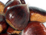 TANZAWA CHESTNUT  (Castanea crenata)