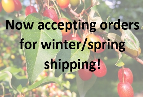 Now_Accepting_orders