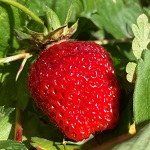 TOTEM STRAWBERRY (Fragaria sp.)