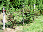 TRIPLE CROWN THORNLESS BLACKBERRY (Rubus spp.)