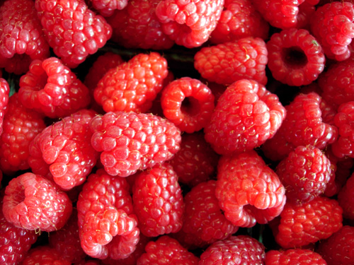 HIMBO TOP EVERBEARING RASPBERRY (Rubus sp.)