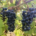 VALIANT BLUE GRAPE (Vitis spp.)