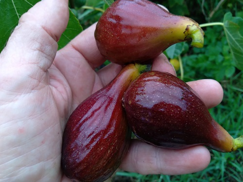 VIOLETTA FIG (Ficus carica)