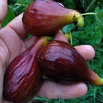 VIOLETTA FIG (Ficus carica)