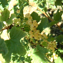 bushes fruiting currant
