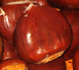 WHITTEN NORTH CHESTNUT (European x American)