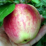 WILLIAMS PRIDE APPLE (Malus domestica)