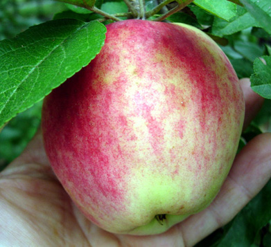 WILLIAMS PRIDE APPLE (Malus domestica)
