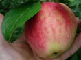 WILLIAMS PRIDE APPLE (Malus domestica)