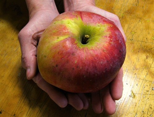 WOLF RIVER APPLE (Malus domestica)