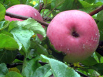 WOLF RIVER APPLE (Malus domestica)